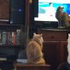 KITTIES WATCHING TV WITH GRAMPA RJ